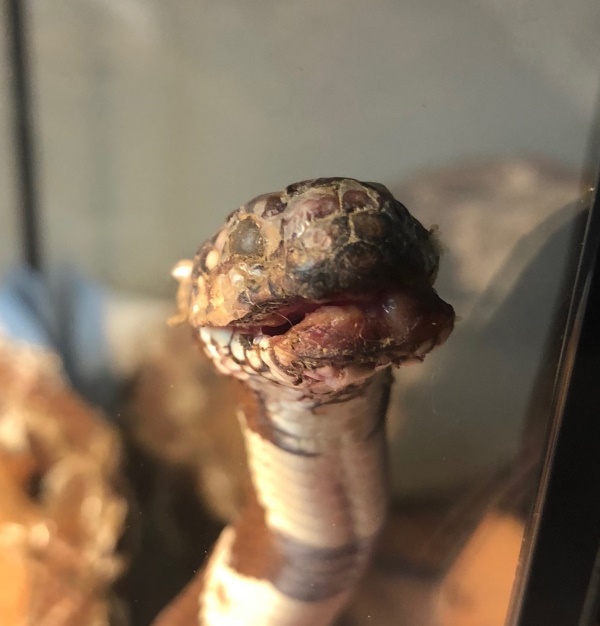 Close up of a snakes head covered with fungal disease.